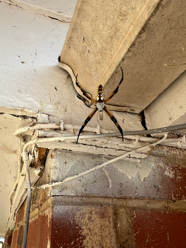 Yellow Garden Spider