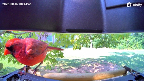 Northern Cardinal