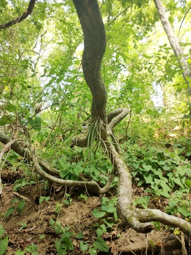 Trichocentrum brachyphyllum, photograph 2