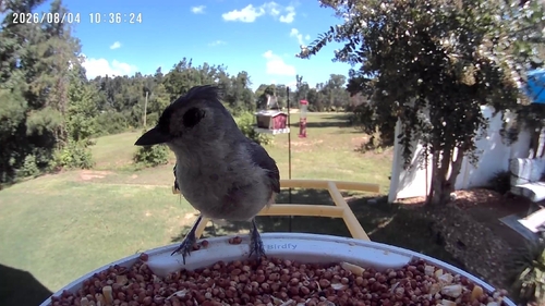 Tufted Titmouse