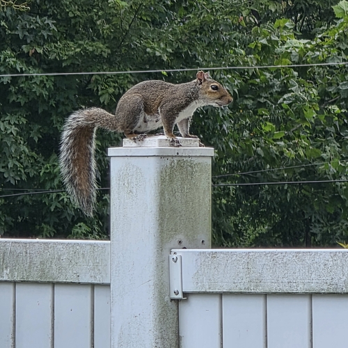 Eastern Gray Squirrel