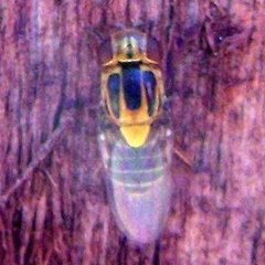 Thaumatomyia rubida