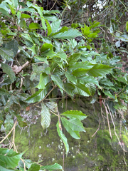 Lithocarpus corneus, photograph (c) 呂一起(Lyu yi-chi), some rights reserved (CC BY)