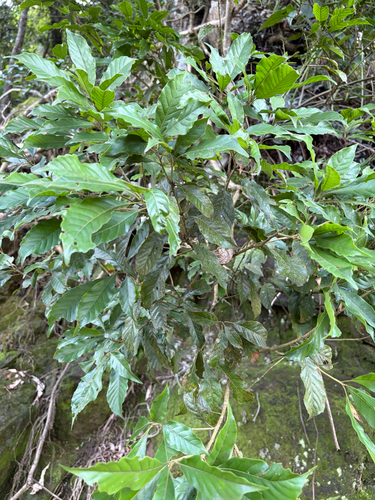 Lithocarpus corneus, photograph 2