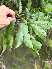 Lithocarpus corneus, photograph (c) 呂一起(Lyu yi-chi), some rights reserved (CC BY)