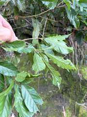 Lithocarpus corneus, photograph (c) 呂一起(Lyu yi-chi), some rights reserved (CC BY)