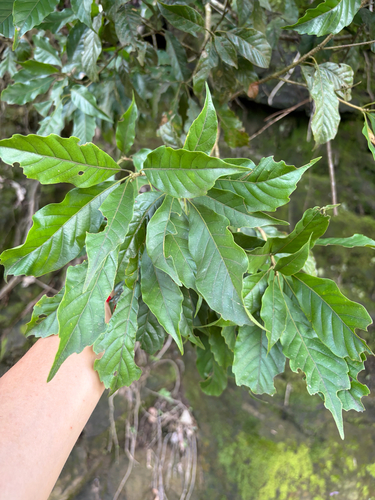 Lithocarpus corneus