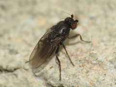 Leptocera