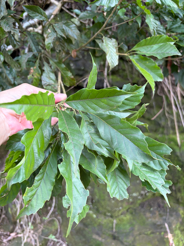 Lithocarpus corneus, photograph 4