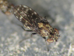 Scatophila