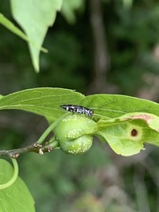 Agrilus obsoletoguttatus