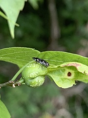 Agrilus obsoletoguttatus