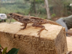 Anolis mccraniei