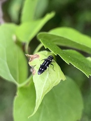Agrilus obsoletoguttatus