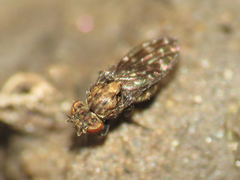 Scatophila