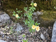 Diplacus grandiflorus