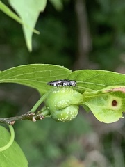 Agrilus obsoletoguttatus