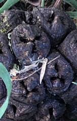 Eucalyptus conferruminata