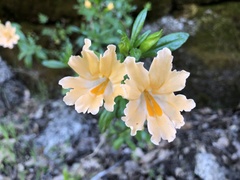 Diplacus grandiflorus