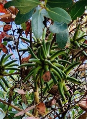 Eucalyptus conferruminata