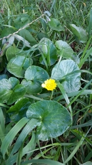 Ficaria verna ficariiformis
