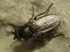 Leptocera