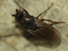 Leptocera