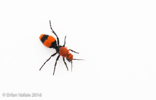 Common Eastern Velvet Ant