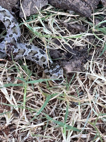 Eastern Hognose Snake
