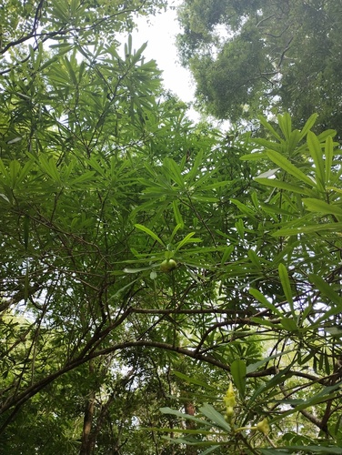 Cascabela ovata, photograph 4