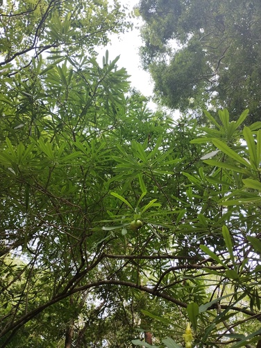 Cascabela ovata, photograph 6