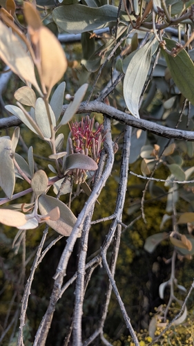grey mistletoe