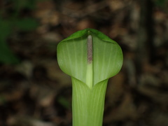 Arisaema quinatum