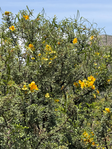 Senna wislizeni, photograph 2