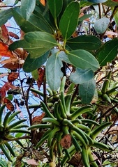 Eucalyptus conferruminata