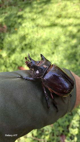 Aloeus Ox Beetle