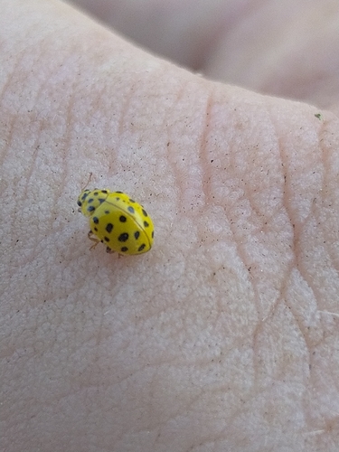 22-spot Ladybird