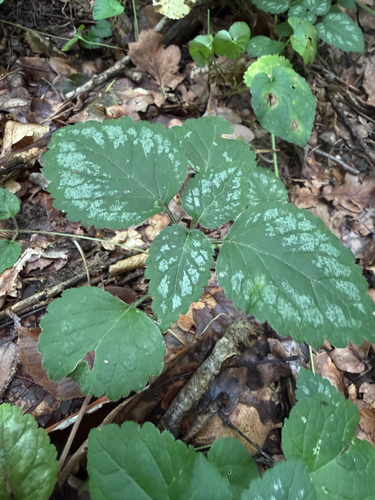 yellow archangel