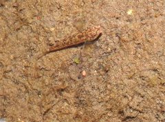 Rhinogobius duospilus