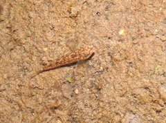 Rhinogobius duospilus