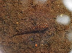 Rhinogobius duospilus