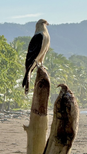 Yellow-headed Caracara