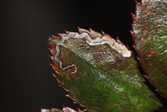 Stigmella anomalella