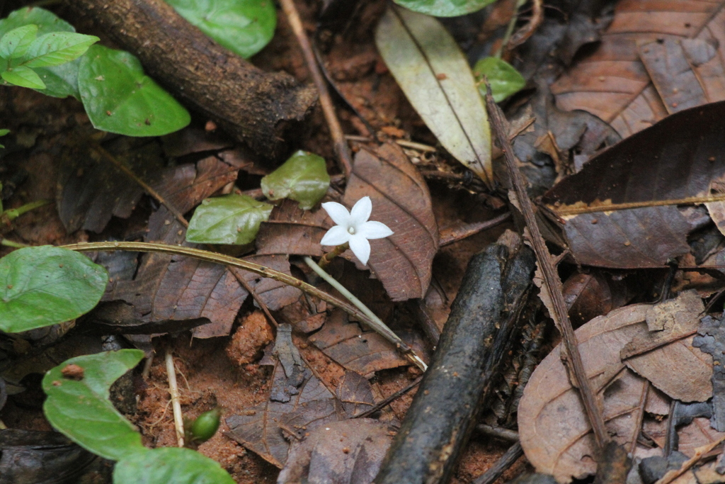 Geophila repens; photograph (c) Samuel GUIRAUDOU, some rights reserved (CC BY)