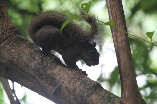 Guianan Squirrel