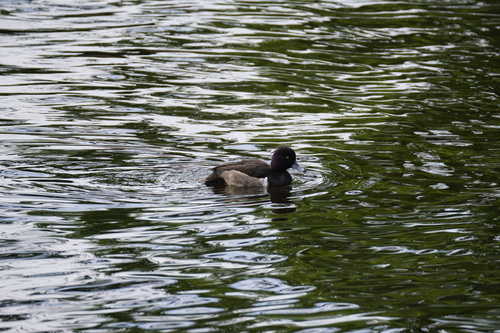 Tufted Duck