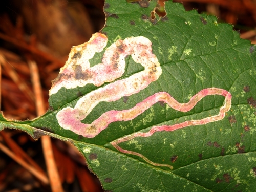 Agromyza vockerothi photo 3