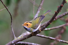 Abroscopus albogularis