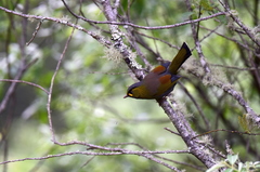 Liocichla steerii