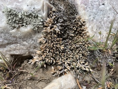 Selaginella asprella